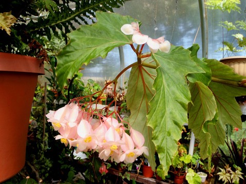 B. ‘Superba Kenzii’